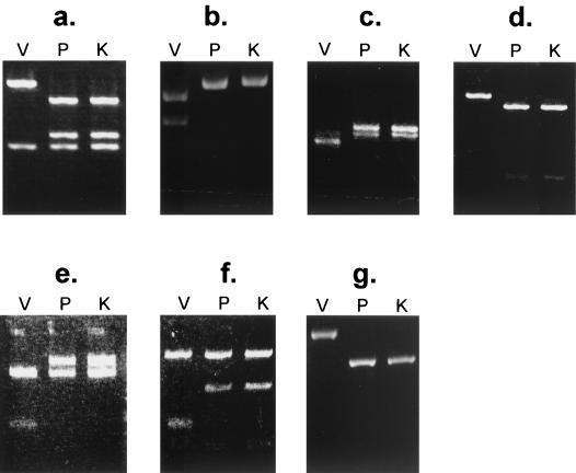 FIG. 8.