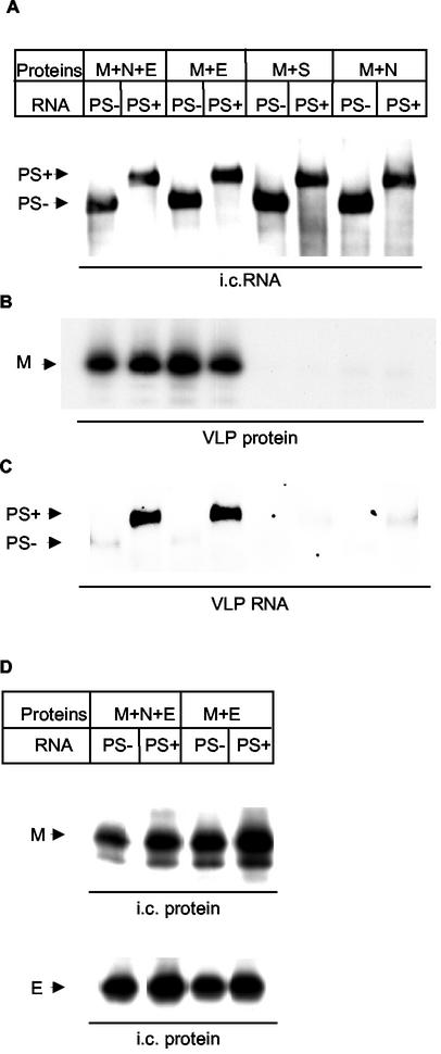 FIG. 2.