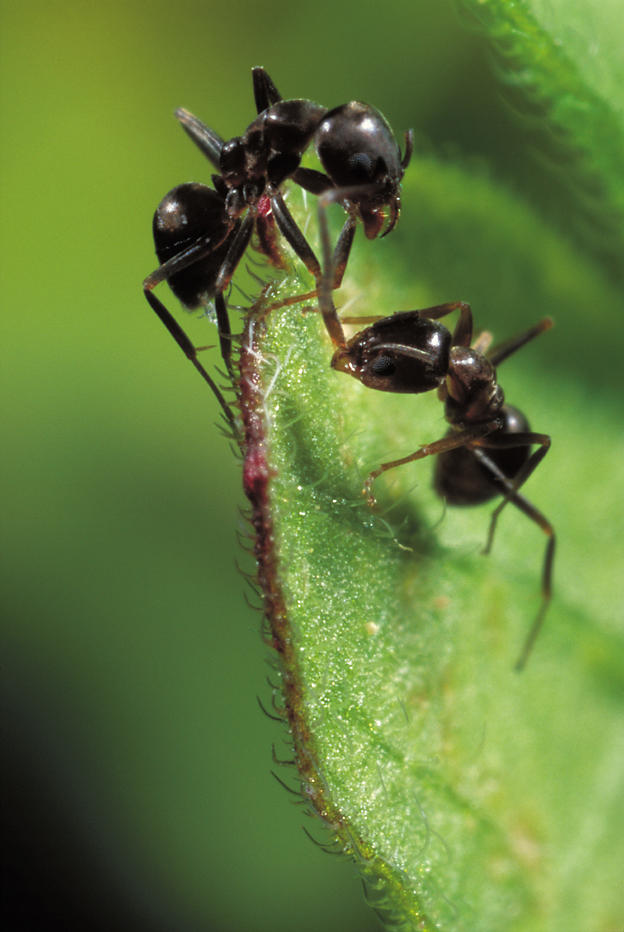 Conflict between ants (Photo: Christian König, www.konig-photo.com)