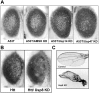 Fig. S8.