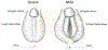 Figure 1 -