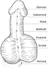 Figure 2 -