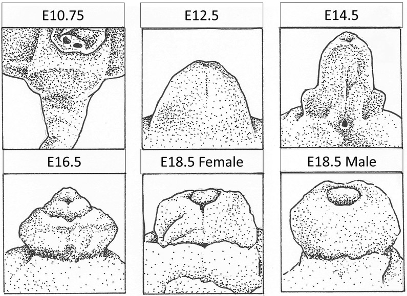 Figure 3 -