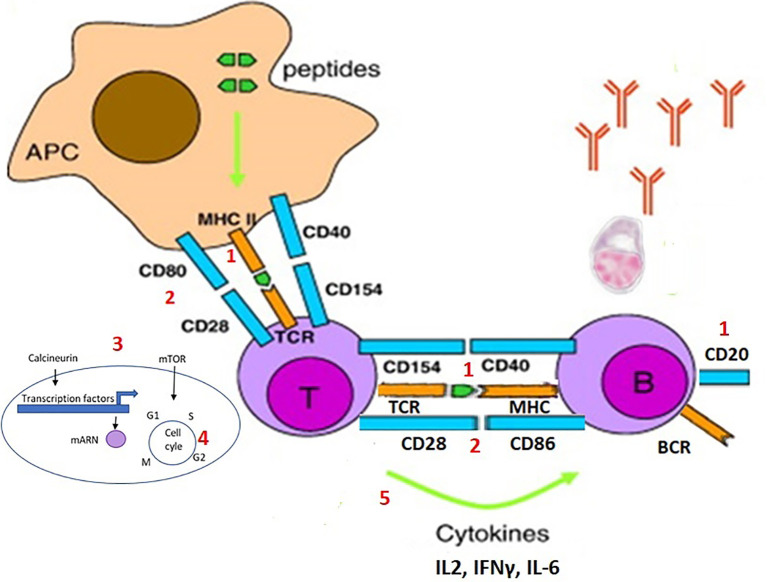 Figure 2