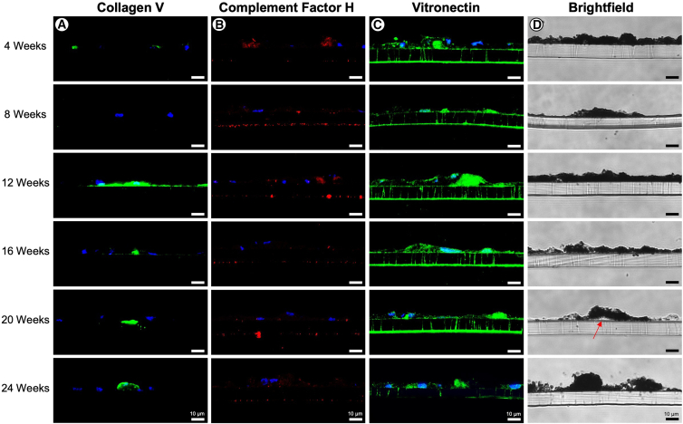 Figure 4