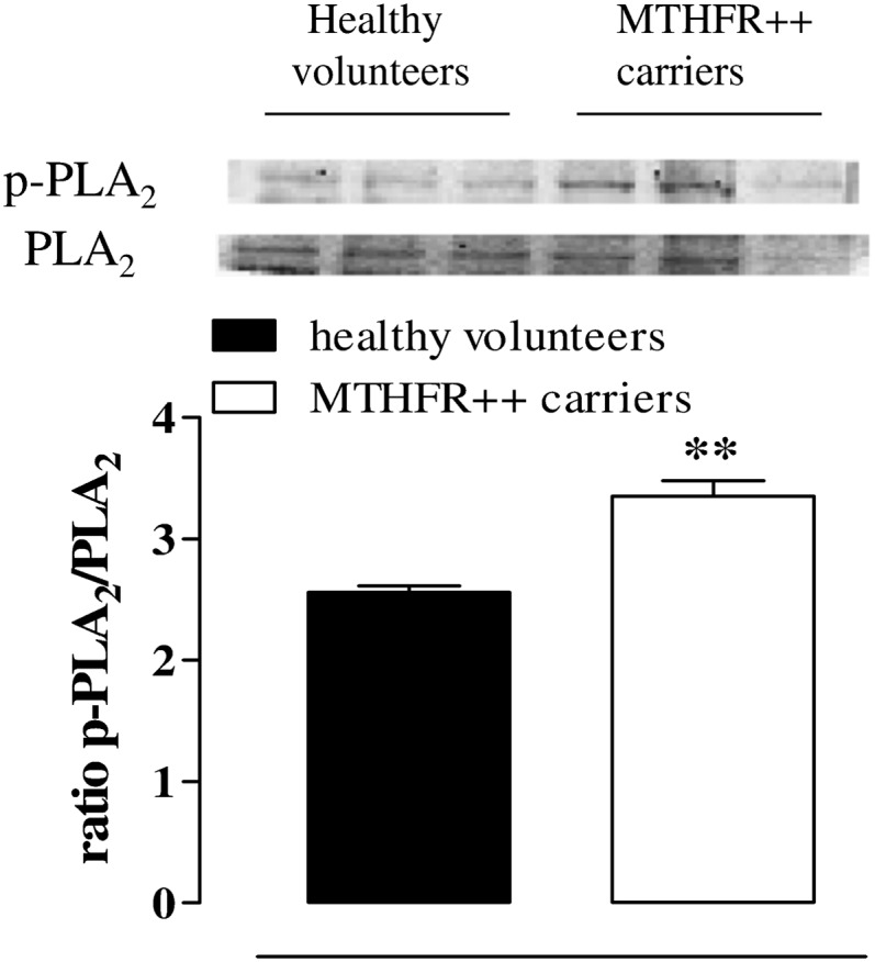 Fig. 8.