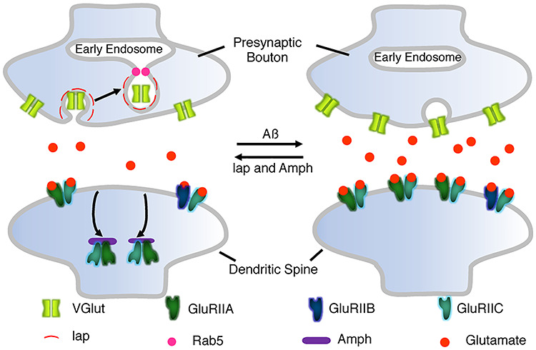 Graphical Abstract