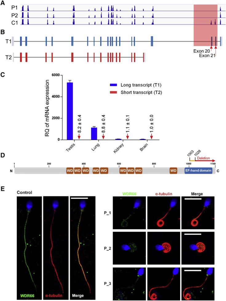 Figure 2