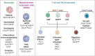 Figure 1. High-dimensional flow cytometry analysis. Scheme of immune subpopulation analyzed in patients with lung cancer and controls.