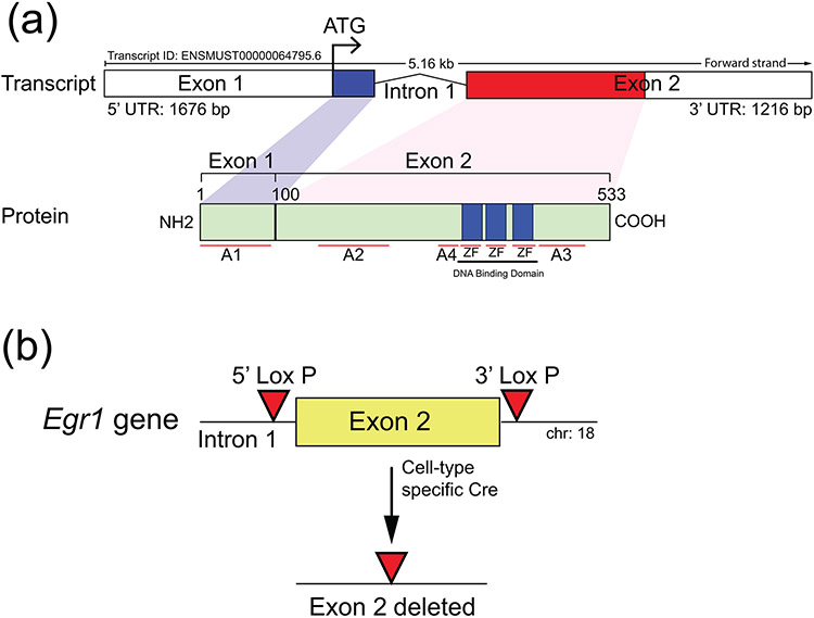 FIGURE 1