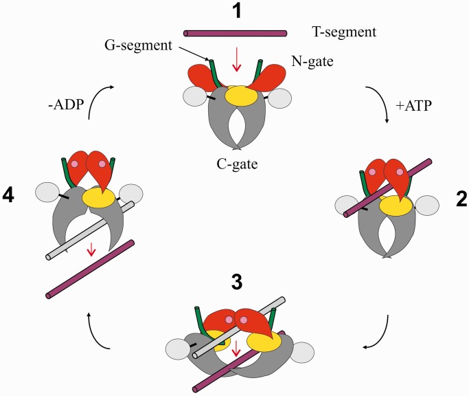 Figure 1.