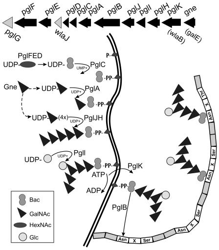 FIG. 1.