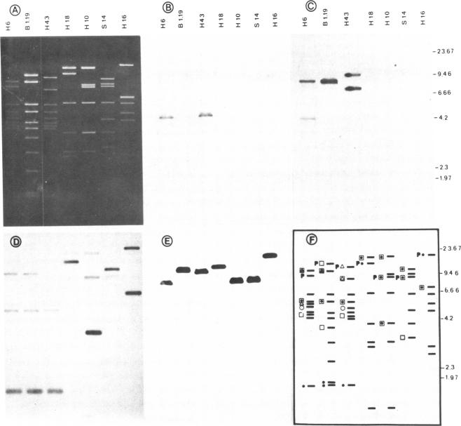 graphic file with name pnas00607-0205-a.jpg