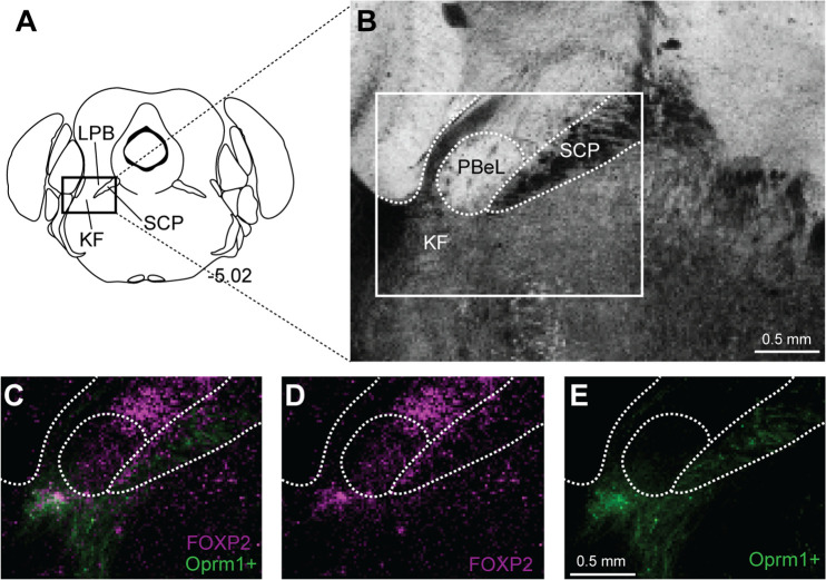 Figure 6—figure supplement 1.