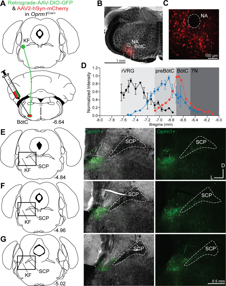 Figure 2—figure supplement 1.