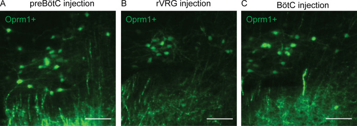 Figure 2—figure supplement 2.