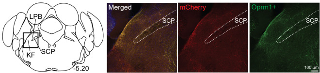 Figure 5—figure supplement 1.