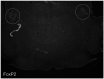 Author response image 3.