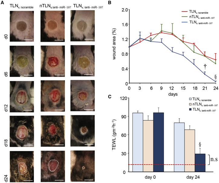 Figure 4