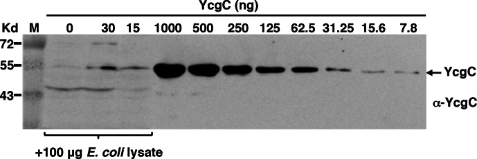 Figure 2—figure supplement 3.