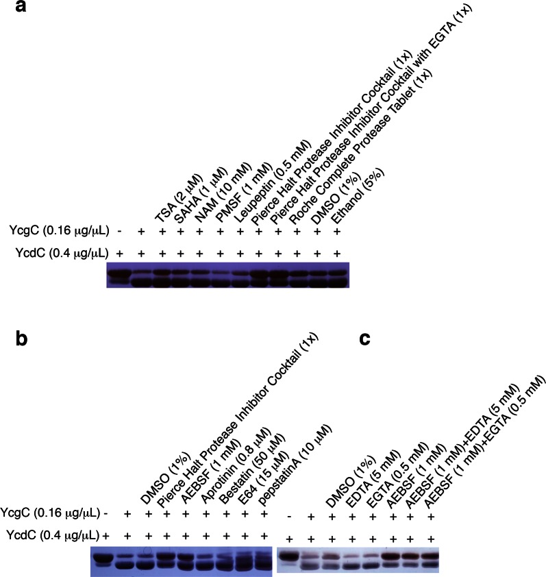 Figure 3—figure supplement 1.