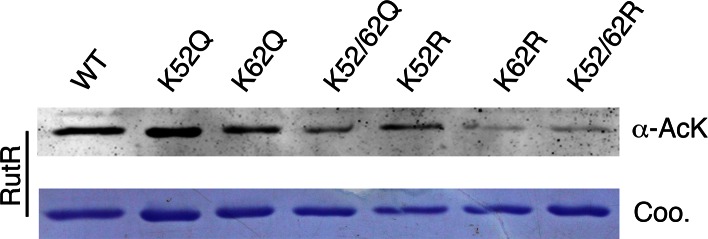 Figure 2—figure supplement 4.