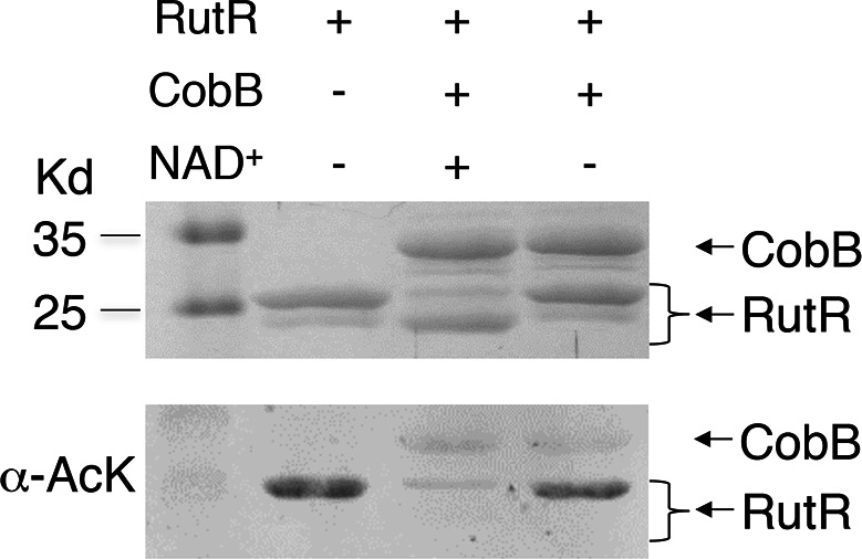 Figure 2—figure supplement 1.