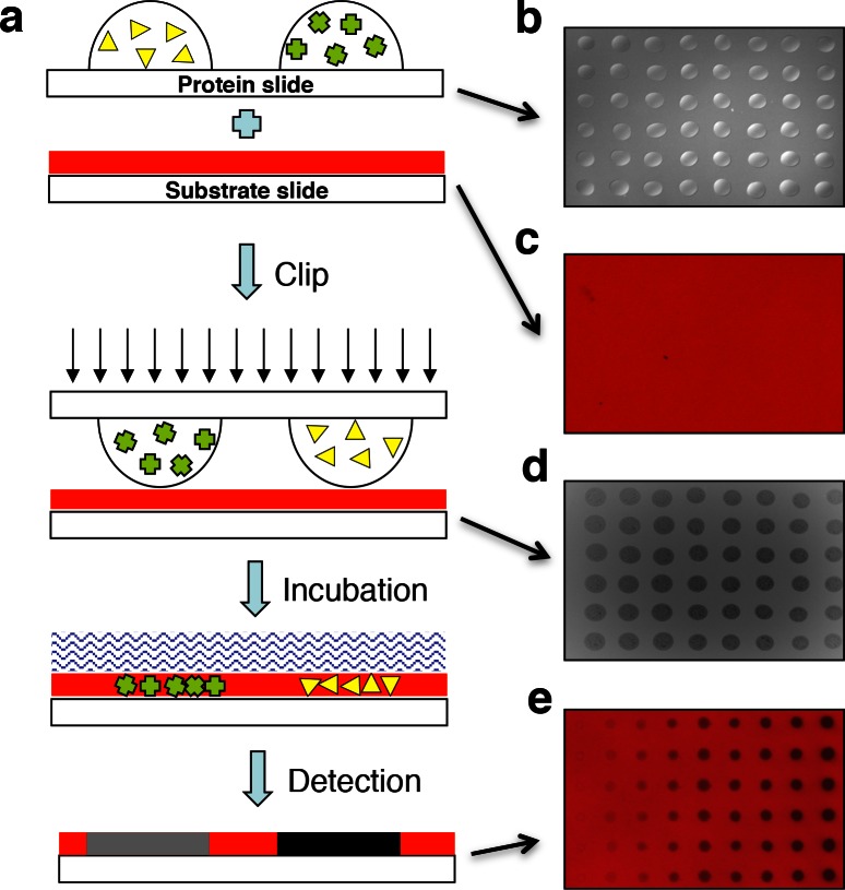 Figure 1—figure supplement 1.