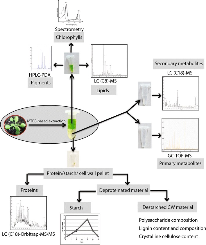 Fig. 2