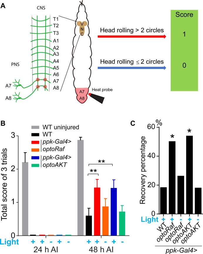 Figure 6.