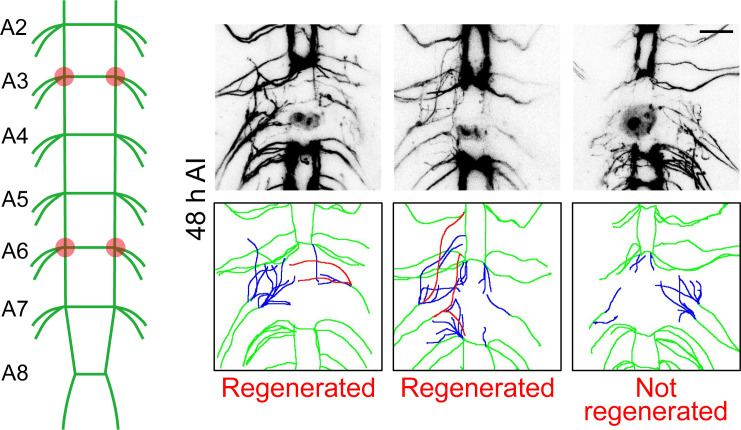 Figure 5—figure supplement 1.