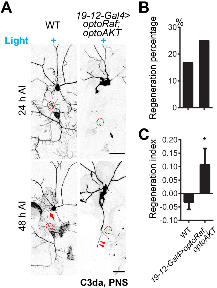 Figure 3—figure supplement 2.