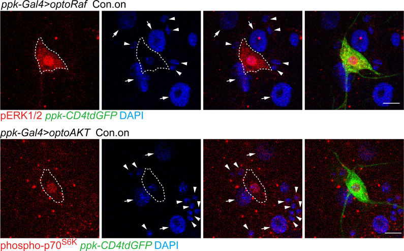 Figure 2—figure supplement 2.