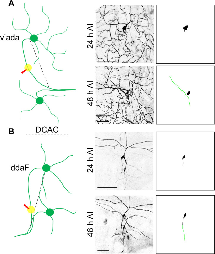 Figure 3—figure supplement 1.