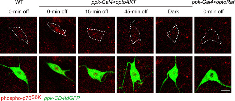 Figure 2—figure supplement 3.