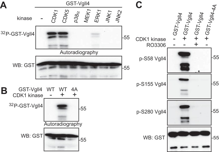 Figure 2.