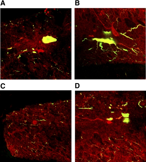 FIG. 8.