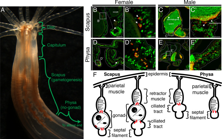 Figure 4—figure supplement 1.