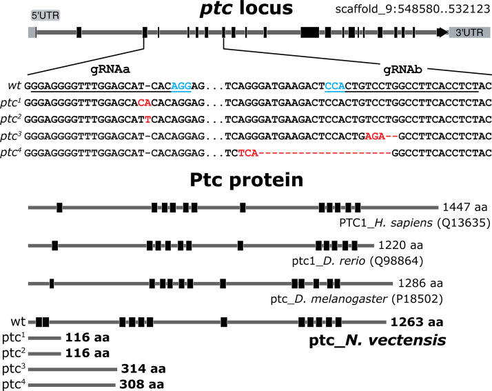 Figure 10—figure supplement 1.