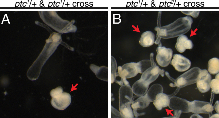 Figure 10—figure supplement 2.