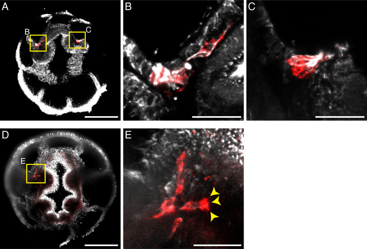 Figure 2—figure supplement 2.