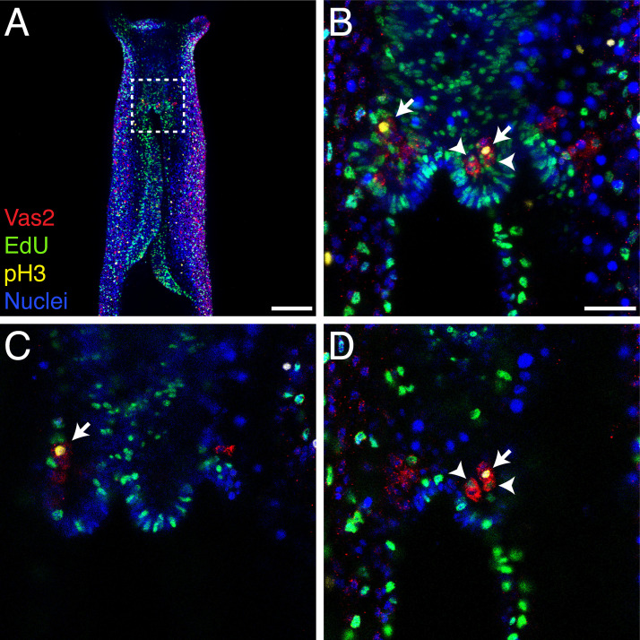 Figure 3—figure supplement 1.