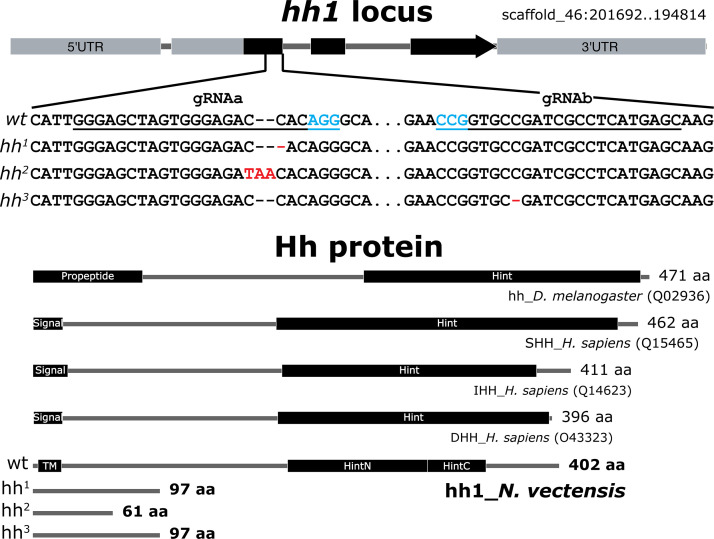 Figure 9—figure supplement 1.