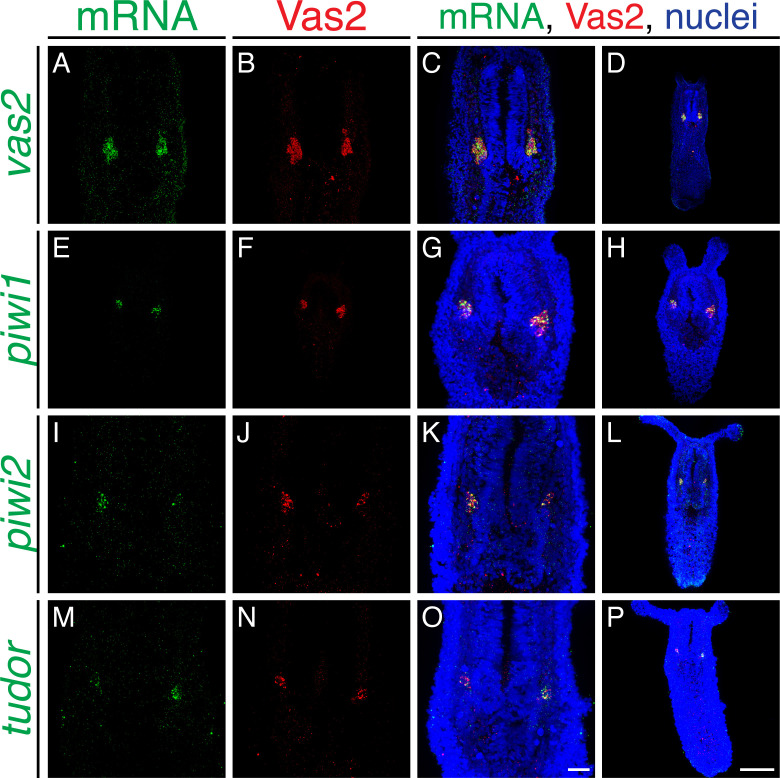 Figure 1—figure supplement 1.