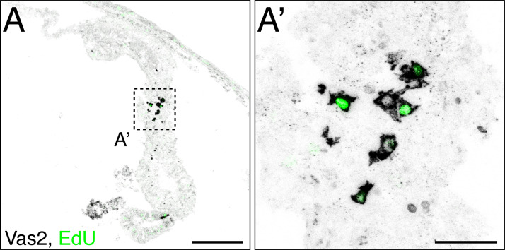 Figure 4—figure supplement 2.