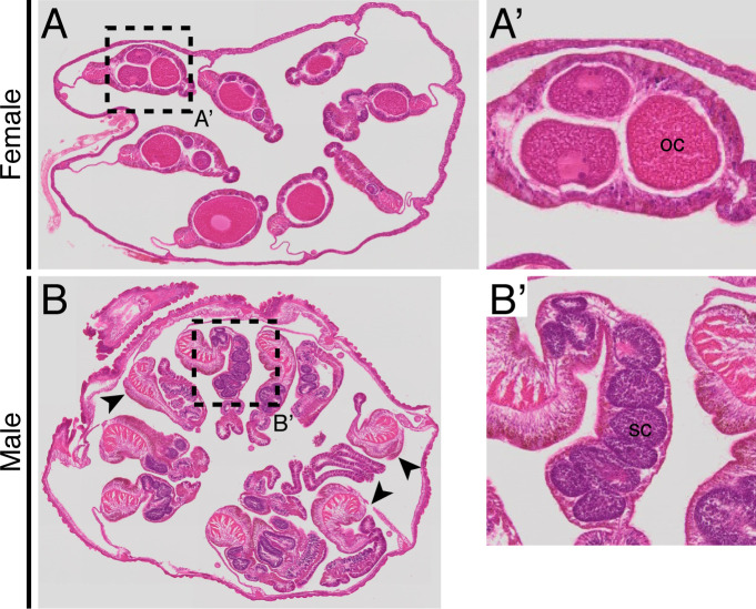 Figure 2—figure supplement 1.