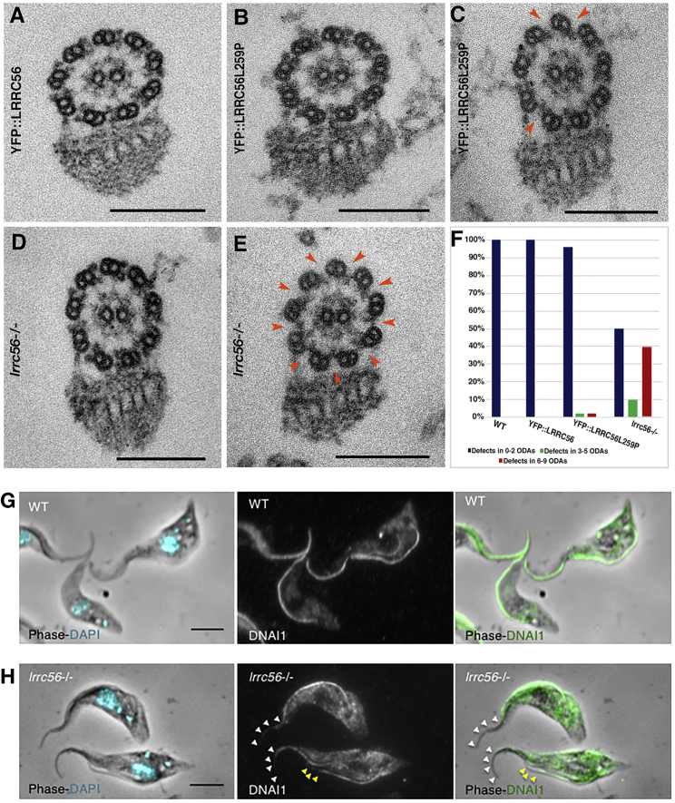 Figure 4