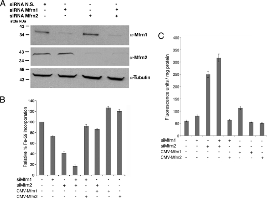 FIG. 2.