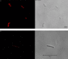FIG 4
