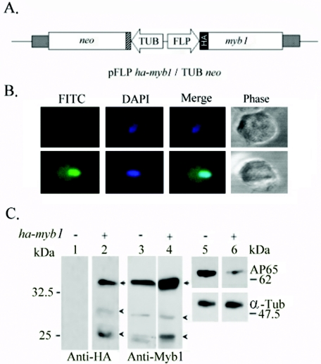 FIG. 5.